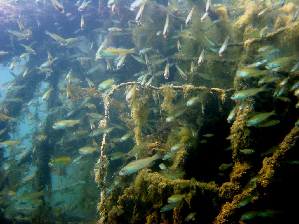 Barschbrut im Unterwasserdschungel