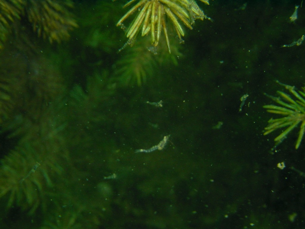 Bei genauem Hinsehen sieht man Süßwassergarnelen