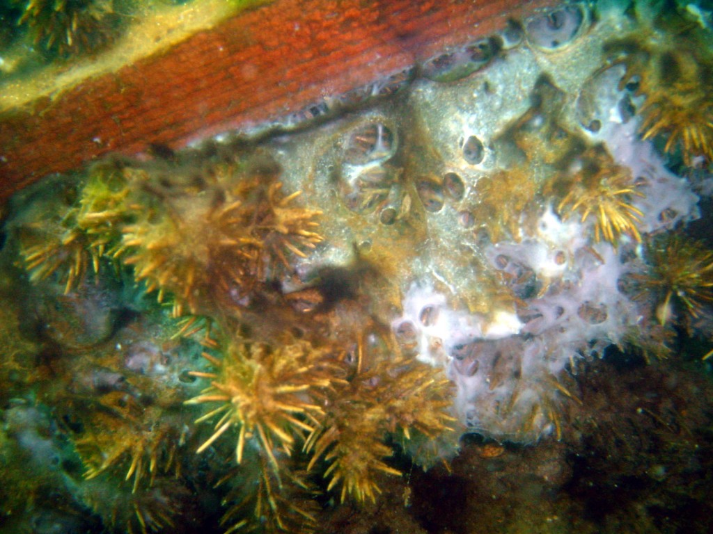 Süßwasserschwamm hat sich im Tannenreißig eingenistet